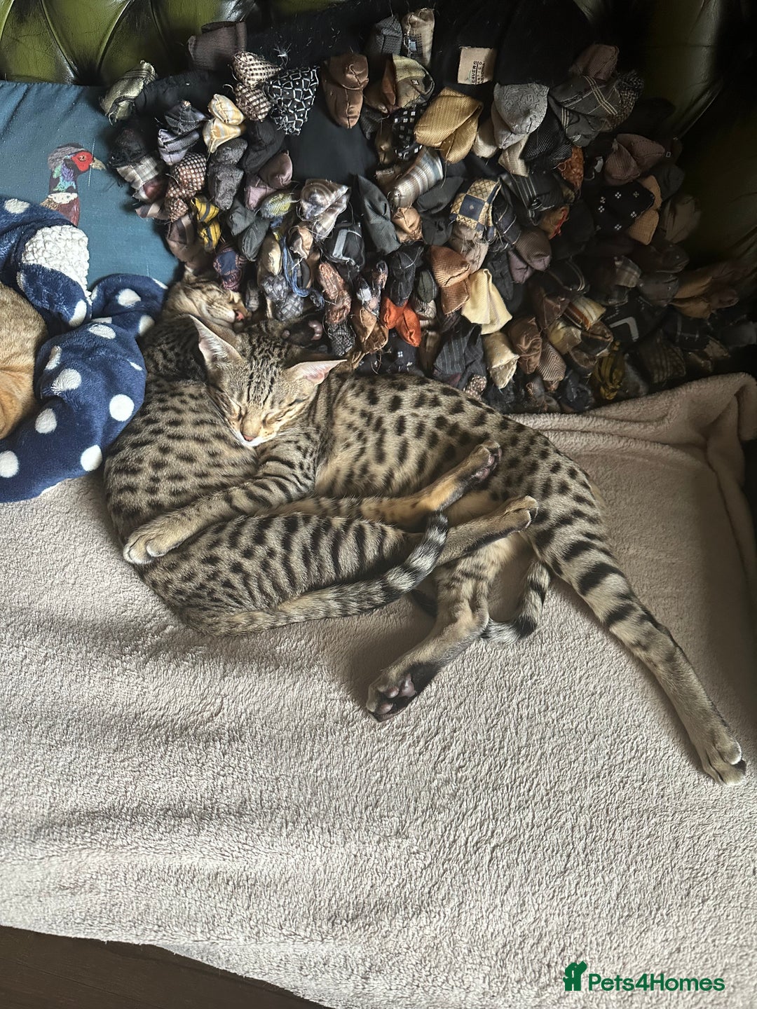 Savannah cats for sale: Savannah F4 girl kittens - Image 4