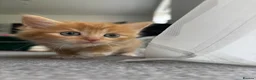 Mixed Breed cats for sale: Beautiful Kittens Looking for Their Forever Home - Advert 10