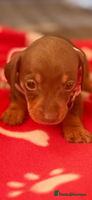 Miniature Dachshund dogs 5 playful miniature dachshund - Advert 12