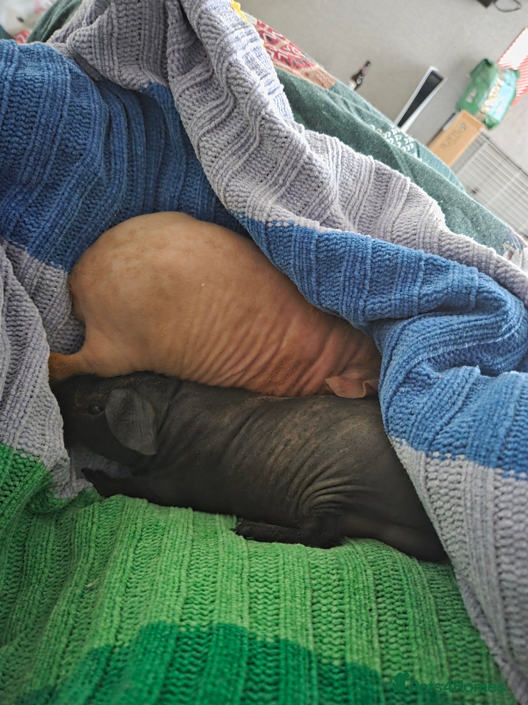 Guinea Pig rodents for sale: 2 Male Skinny Pigs With Indoor Cage - Advert 6