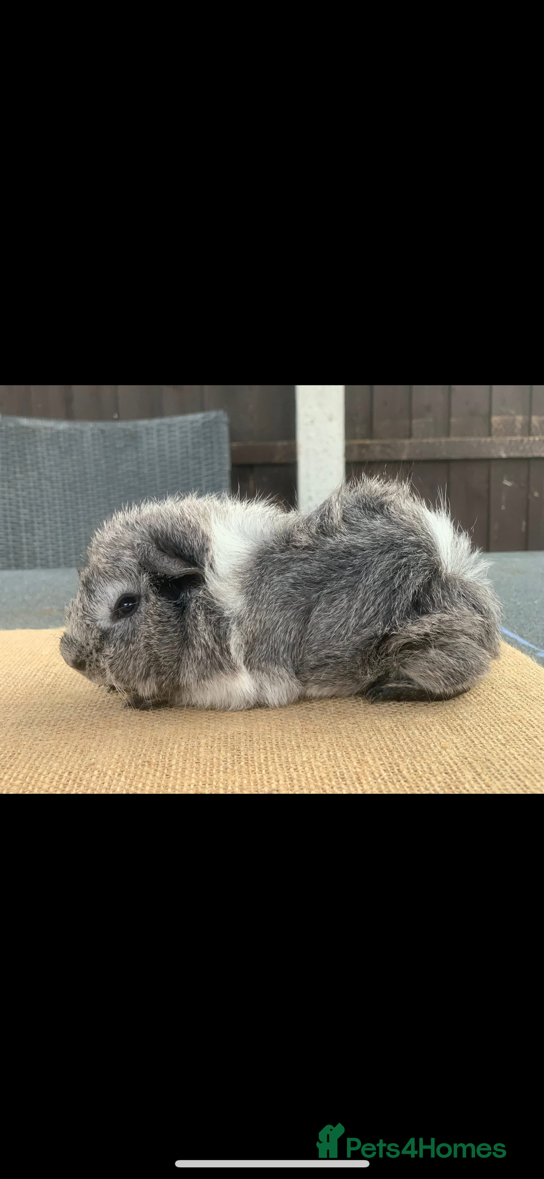 Guinea Pig rodents for sale: Swiss sows and boars  - Image 5