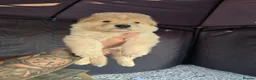 German Shepherd dogs for sale: German shepherd  - Advert 28