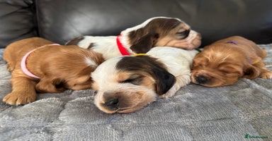 Cocker Spaniel dogs - Advert 1