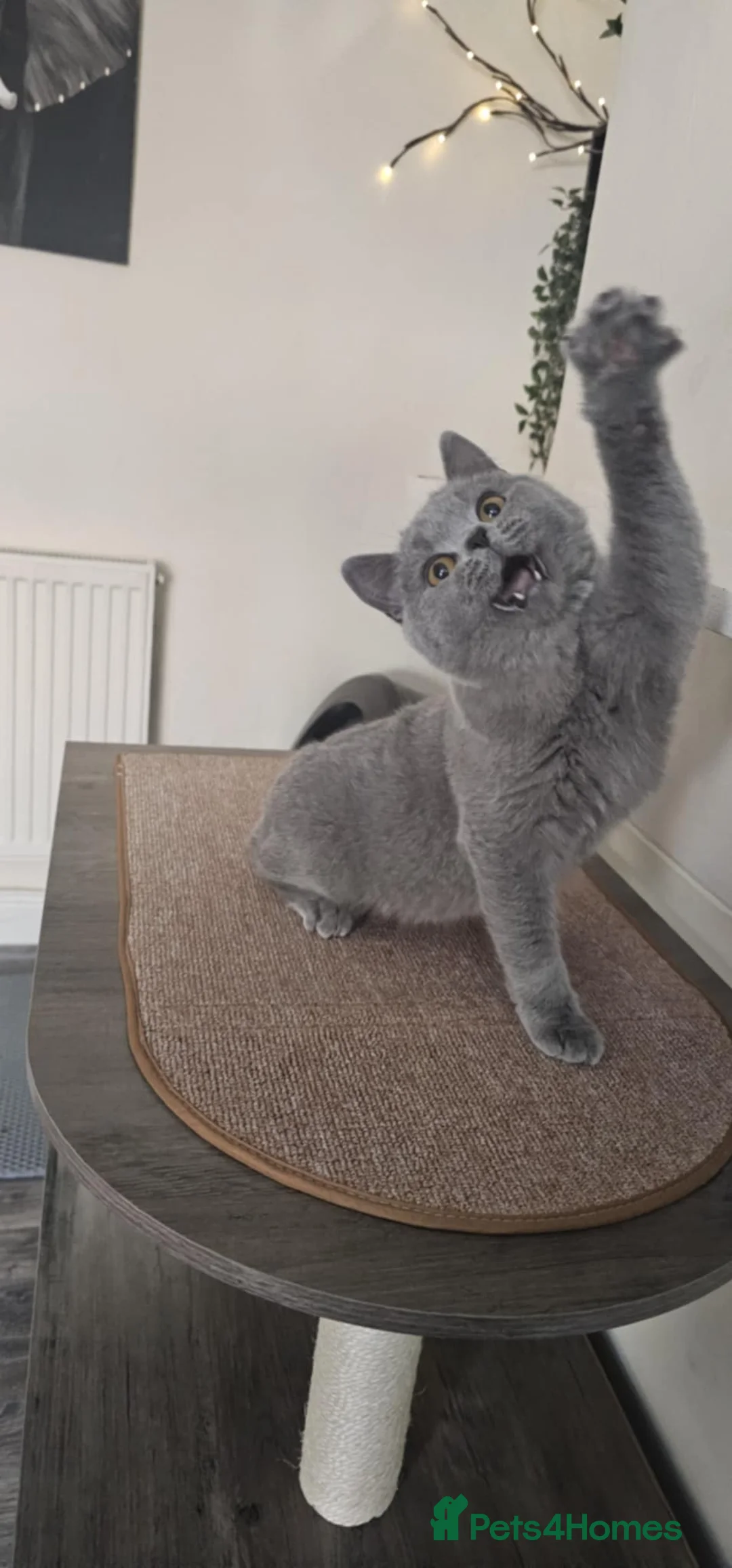 British Shorthair cats for sale: British Shorthair GCCF - Advert 2