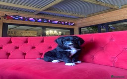 Bernedoodle dogs for sale: One Standard Size Bernedoodle Girl - Image 6