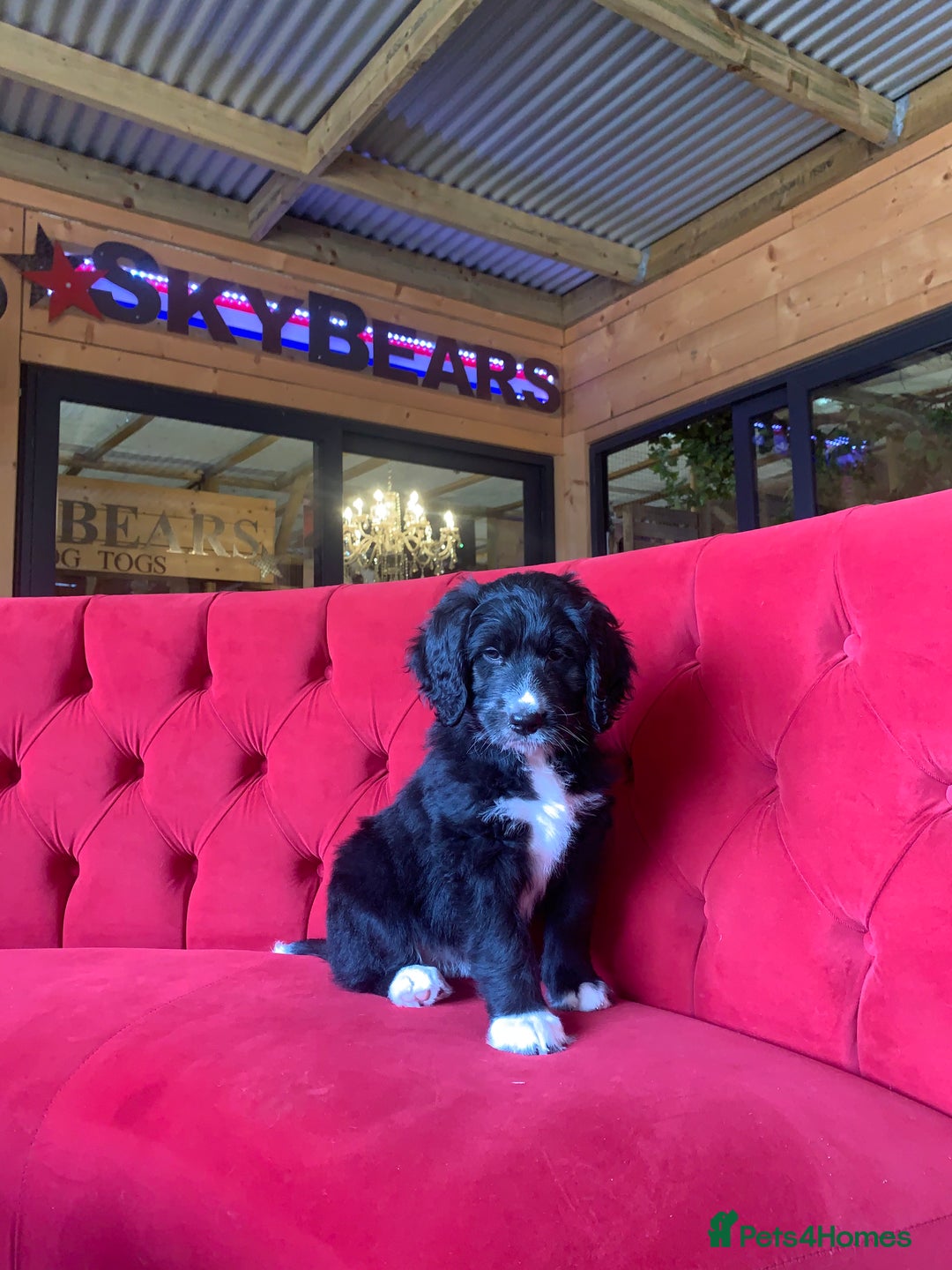 Bernedoodle dogs for sale: One Standard Size Bernedoodle Girl - Image 6
