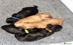 Cavapoo dogs for sale: F1 cavapoo puppies heath tested  - Image 24