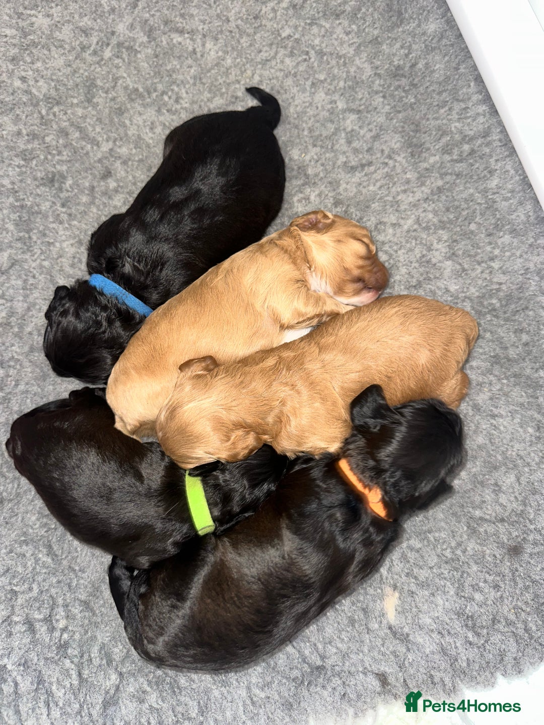 Cavapoo dogs for sale: F1 cavapoo puppies heath tested  - Image 24