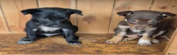 Mixed Breed dogs for sale: Kelpie cross collie puppies  - Advert 1