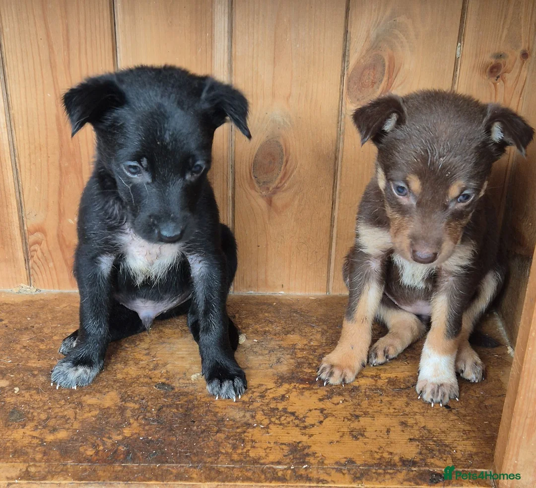 Mixed Breed dogs for sale: Kelpie cross collie puppies  - Advert 1