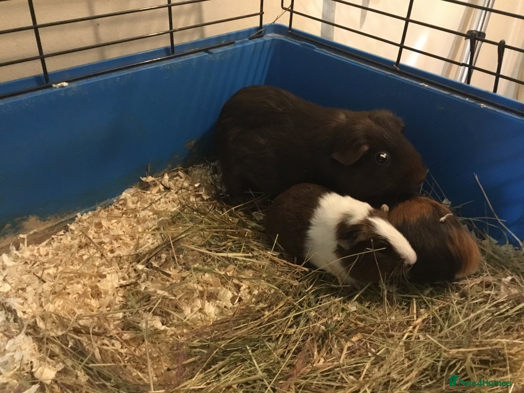 Guinea Pig rodents for sale: Mum and babies - Advert 3