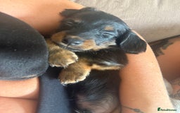 Miniature Dachshund dogs for sale: Miniature daschund puppies - Image 30