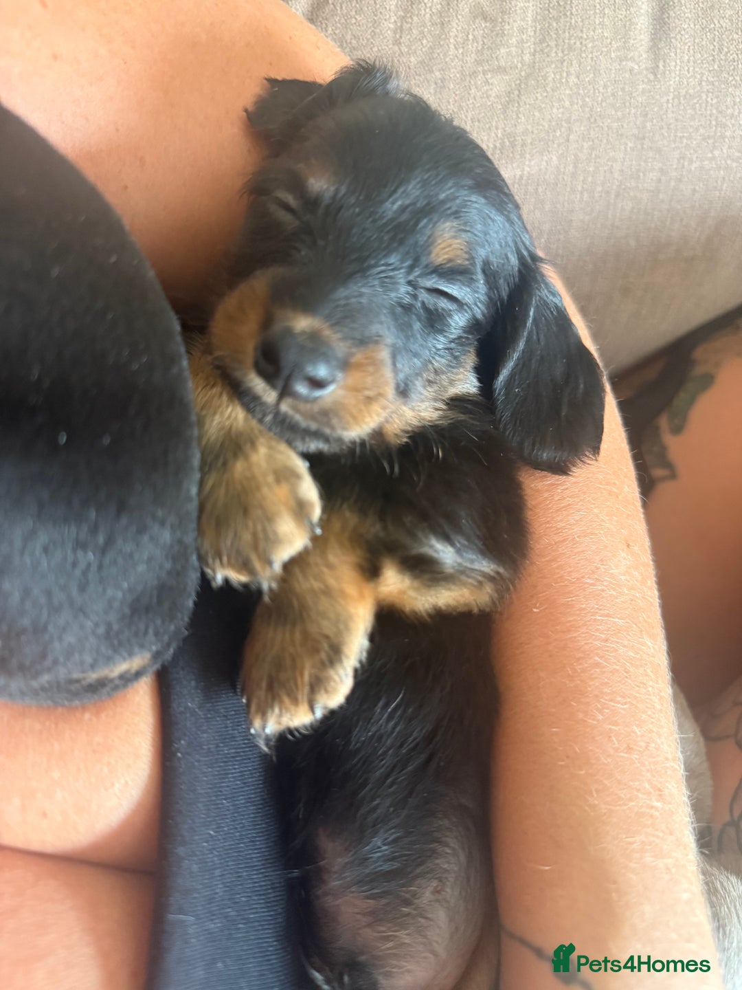 Miniature Dachshund dogs for sale: Miniature daschund puppies - Image 30