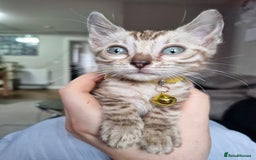 Bengal cats for sale: TICA Genetic & Health Tested Bengal Kittens  - Image 1