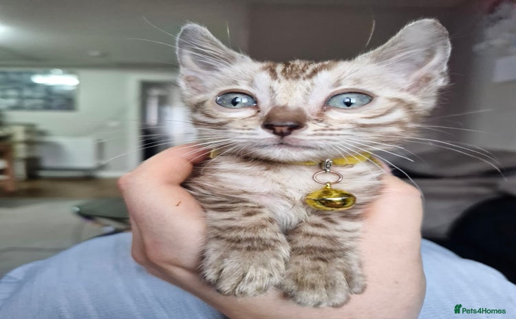 Bengal cats - Advert 7
