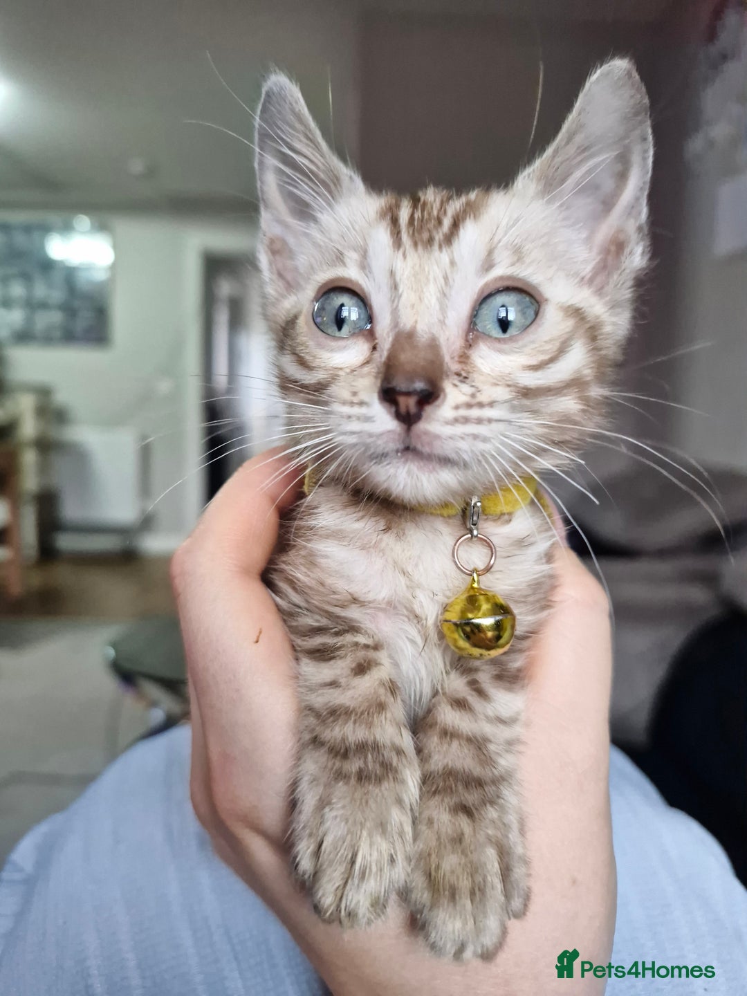 Bengal cats for sale: TICA Genetic & Health Tested Bengal Kittens  - Image 1
