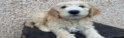 Double Doodle dogs for sale: Standard Double Doodle Puppies Due November🤎🐾 - Advert 10