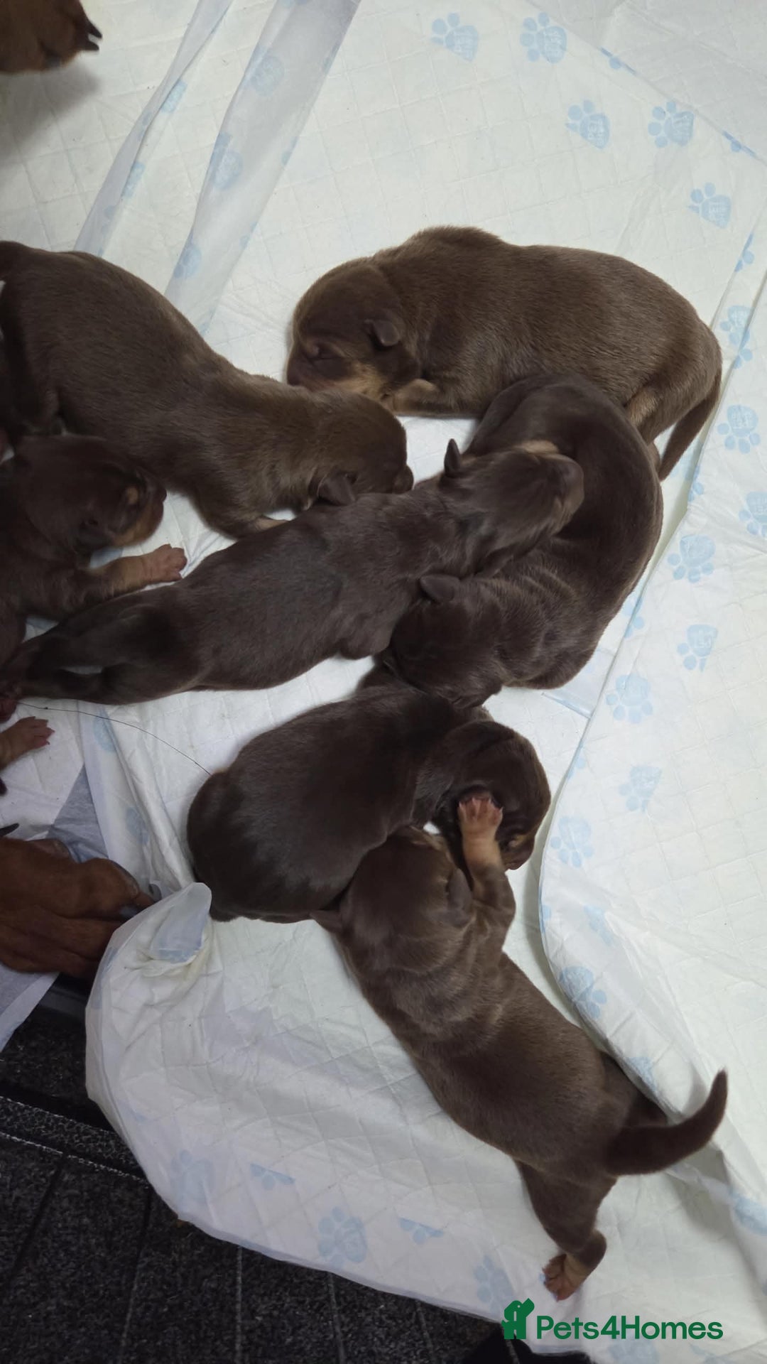Mixed Breed dogs for sale: Doberman x sharpei - Advert 3