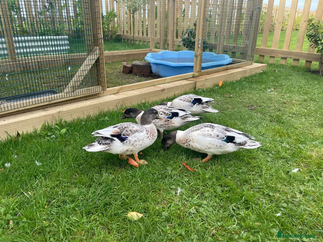 Ducks poultry for sale: Abacot call ducks (male)  - Advert 3