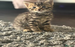 Mixed Breed cats for sale: Kittens looking for forever home  - Image 4