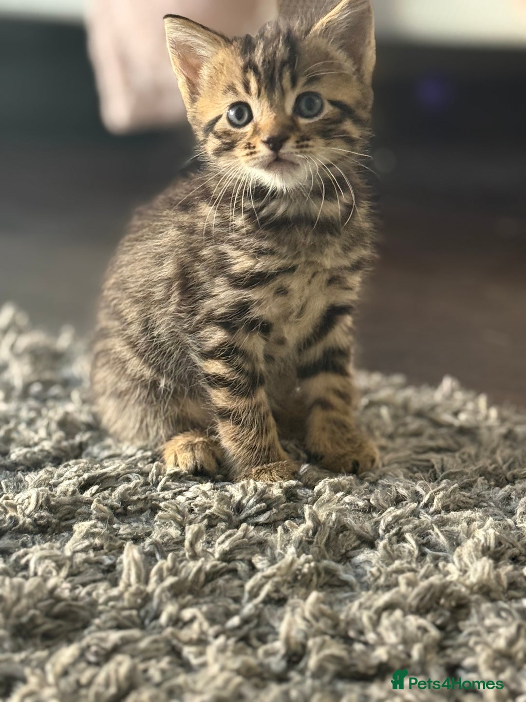 Mixed Breed cats for sale: Kittens looking for forever home  - Image 4