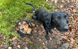 Cocker Spaniel dogs for stud: Black and tan cocker stud dog  - Image 3