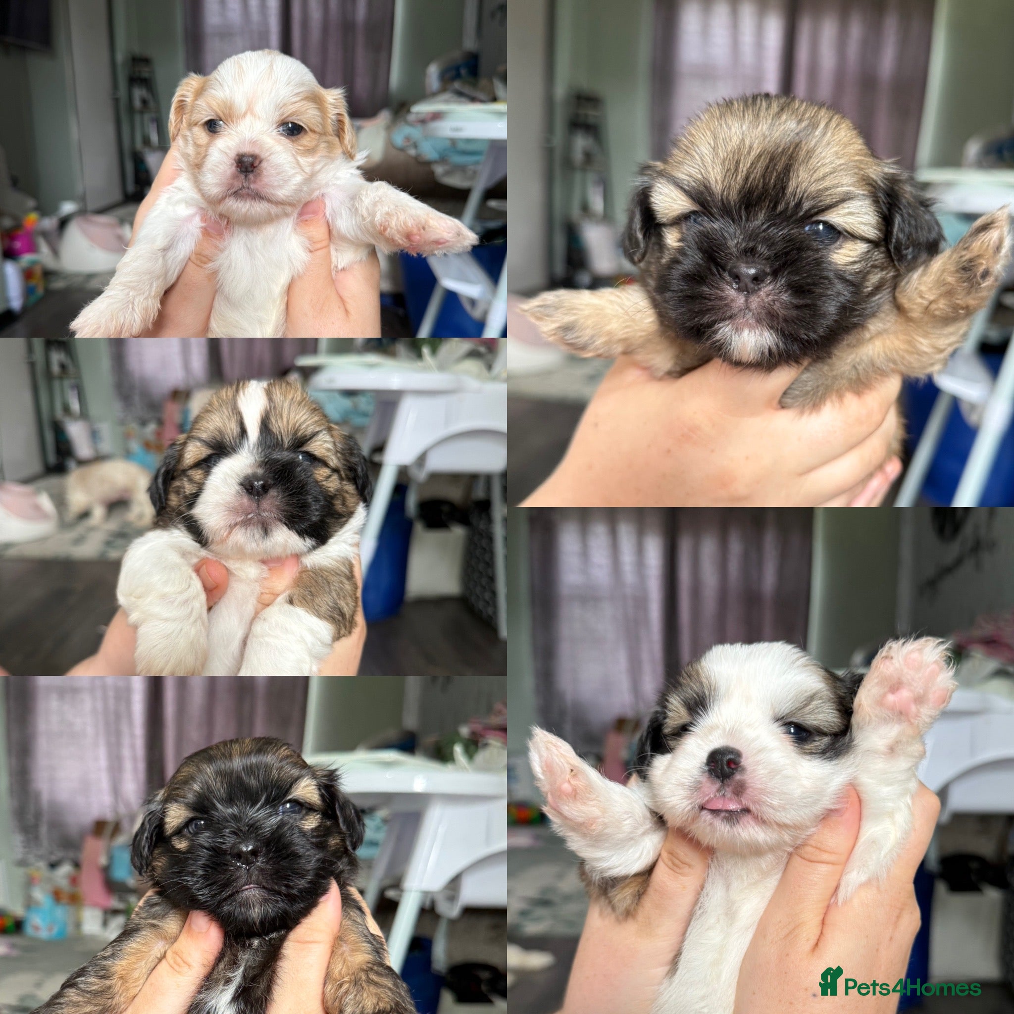 Shih Tzu dogs Imperial Shih Tzu X Shorkie Puppies!! - Advert 12