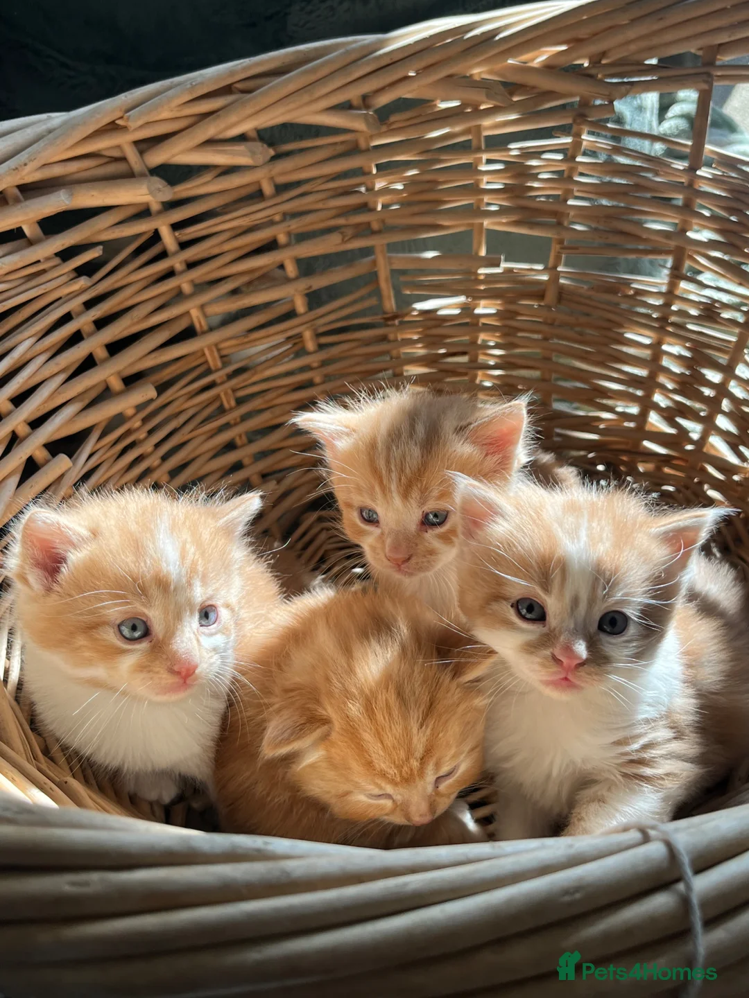 Mixed Breed cats for sale: Stunning Ginger long/mid hair kittens - male in Alfreton - Advert 2