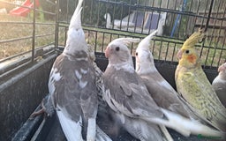 Cockatiels birds for sale: Silly hand tamed baby cockatiels for sale  - Image 8