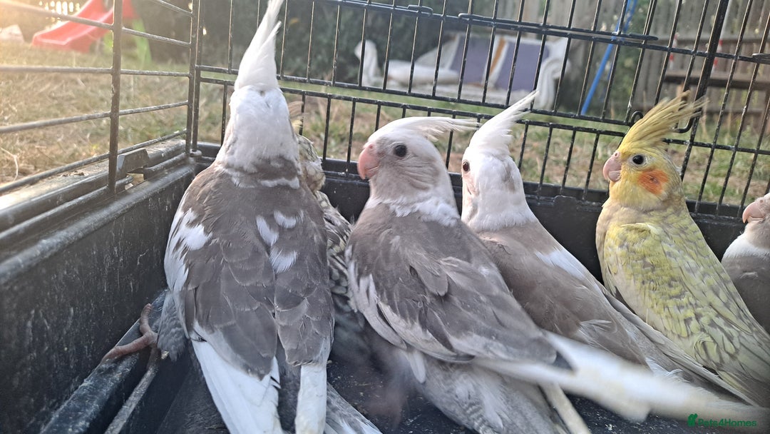 Cockatiels birds for sale: Silly hand tamed baby cockatiels for sale  - Image 8