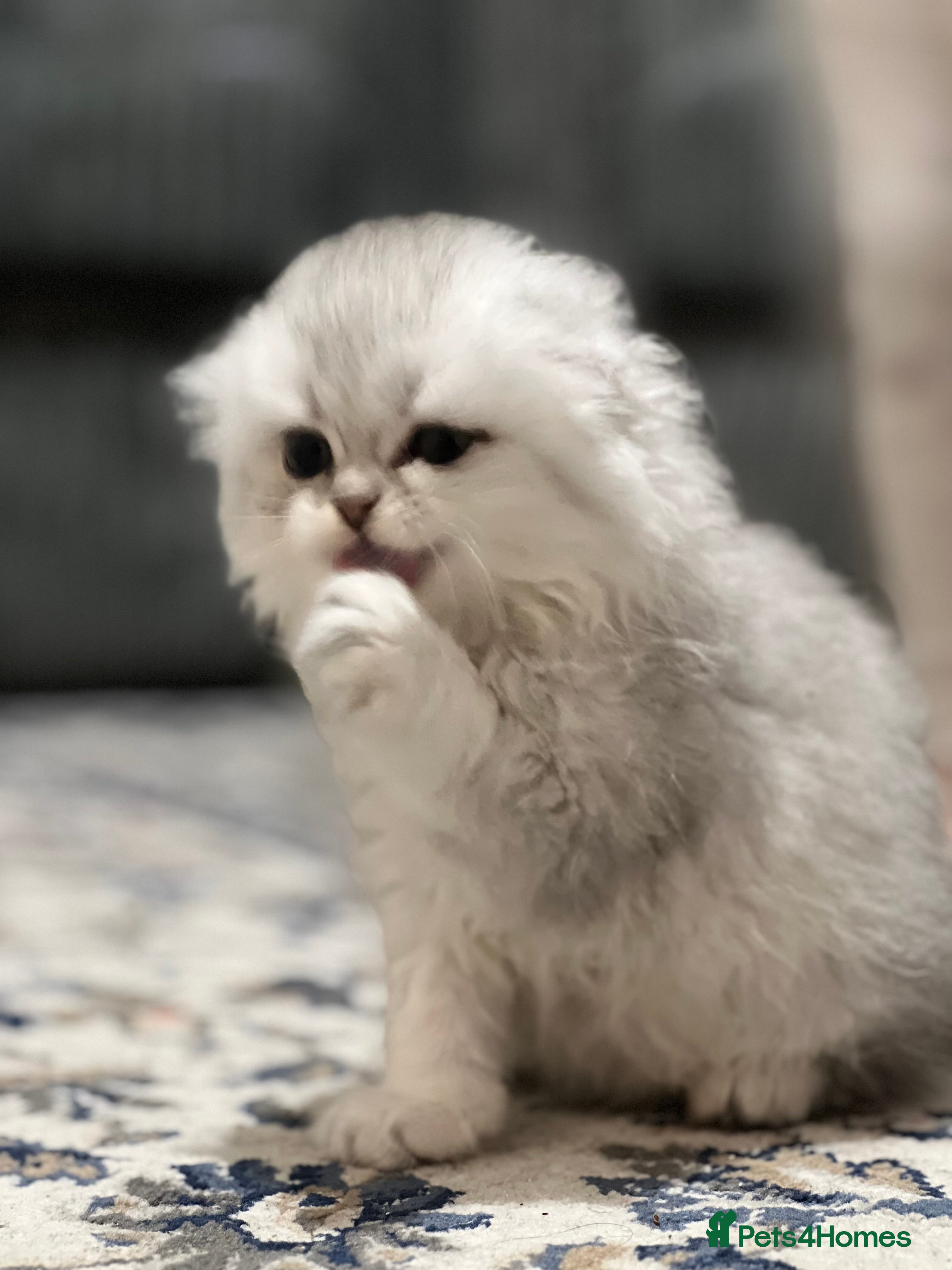 Scottish Fold cats Scottish fold girl 12month old - Advert 18