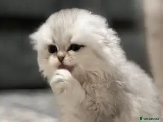 Scottish Fold cats Scottish fold girl 12month old - Advert 18