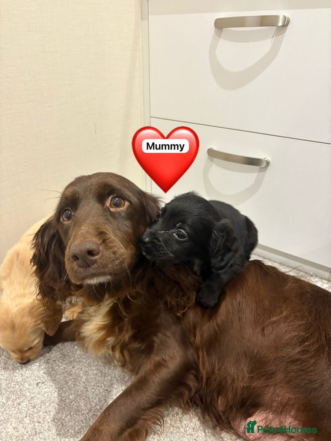 Cocker Spaniel dogs for sale: Cocker spaniel puppies ready to leave  - Advert 3