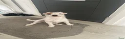 Jack Russell dogs for stud: Jack Russel  - Advert 3