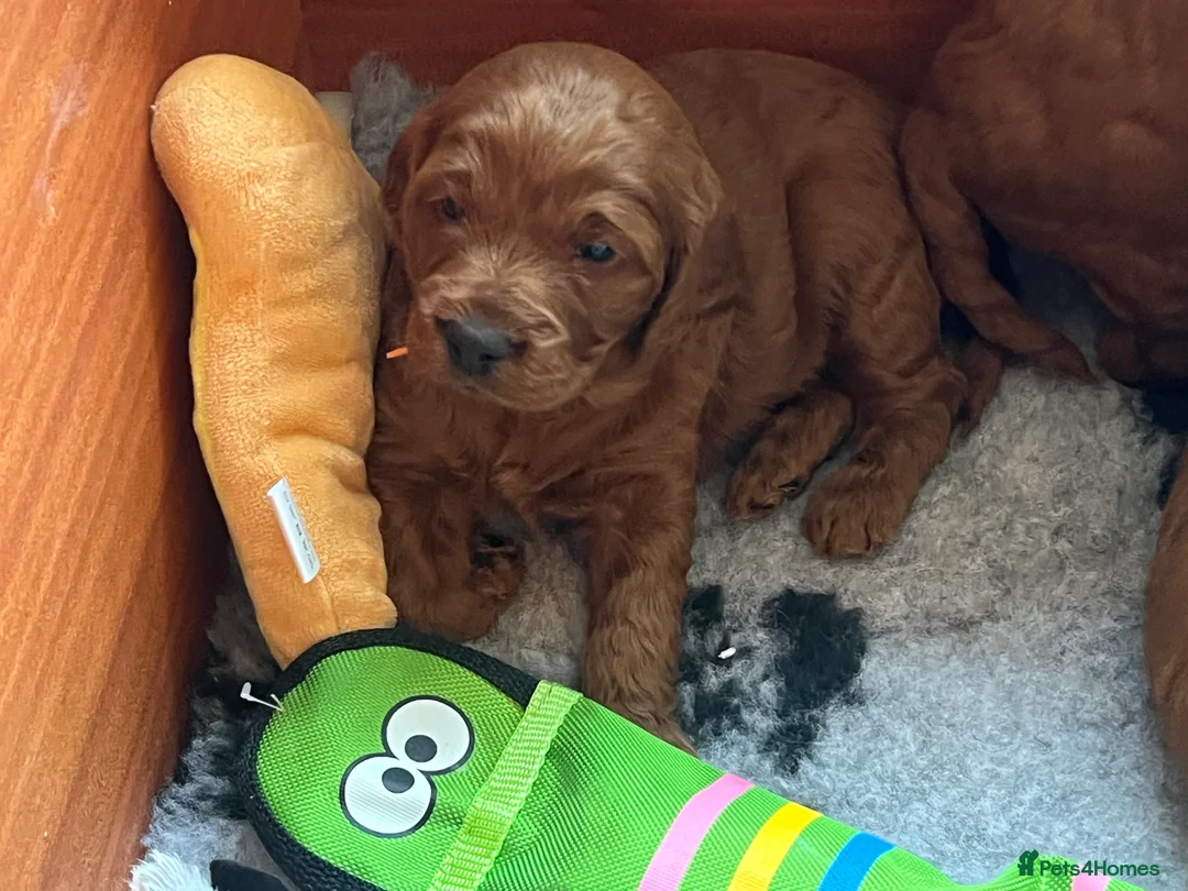 Irish Doodle dogs for sale: Beautiful Irish doodle puppies  - Advert 5