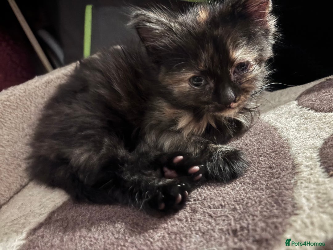 Mixed Breed cats for sale: READY NOW  - Advert 20