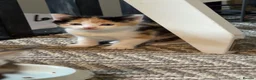 Maine Coon cats for sale: Mainecoon kittens  - Advert 2