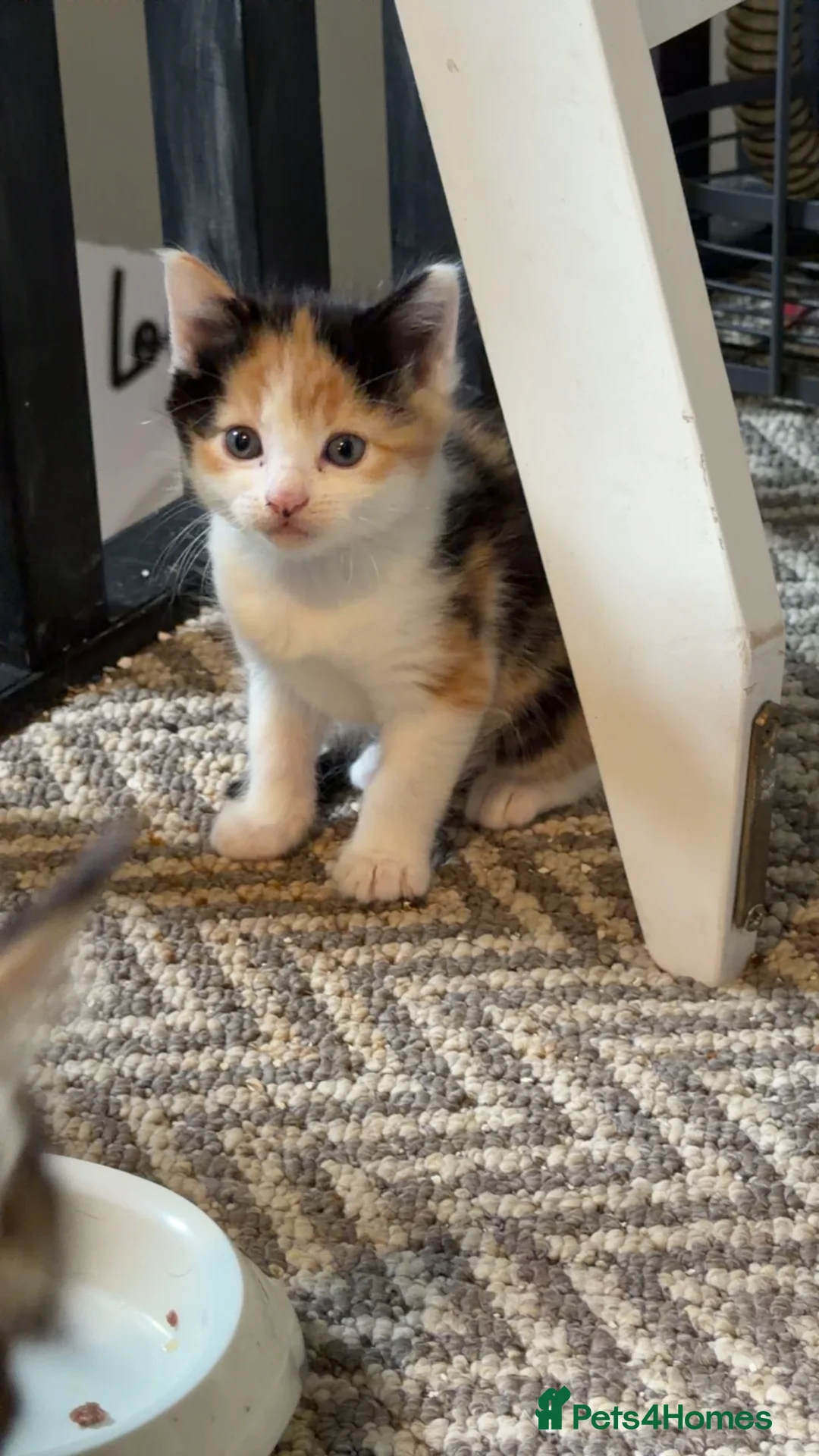 Maine Coon cats for sale: Mainecoon kittens  - Advert 2