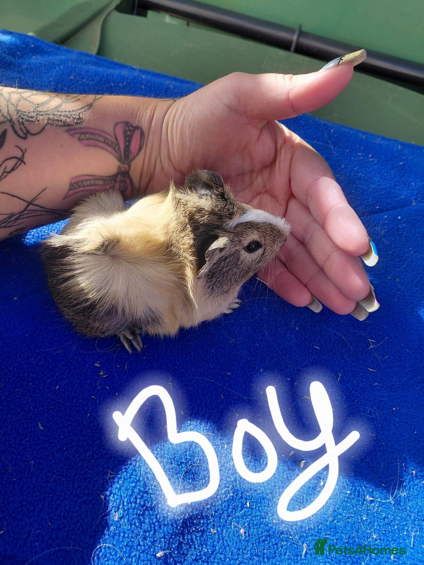 Guinea Pig rodents Baby  guinea pigs  - Advert 10