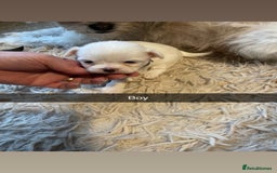 Mixed Breed dogs for sale: Imperial Zuchon cross maltese - Image 9