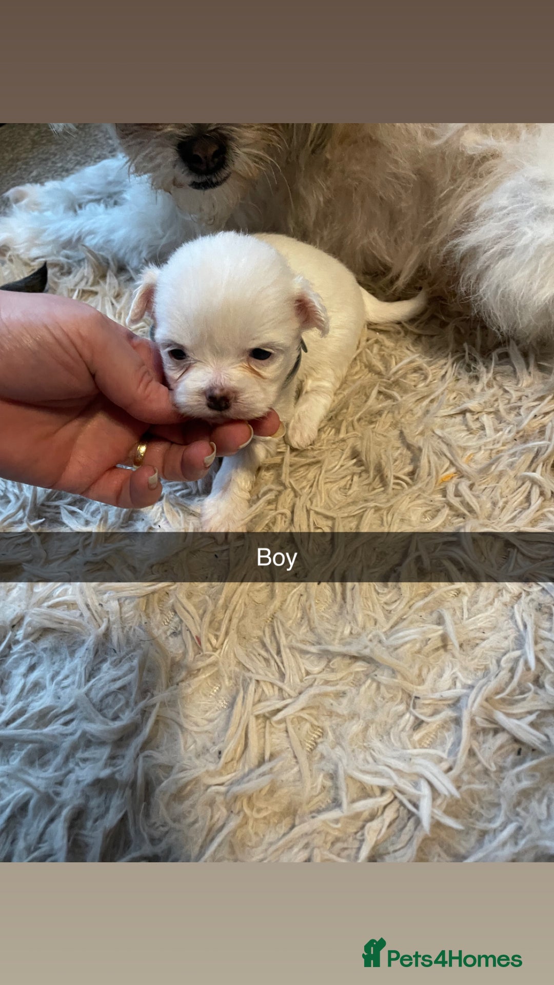 Mixed Breed dogs for sale: Imperial Zuchon cross maltese - Image 9