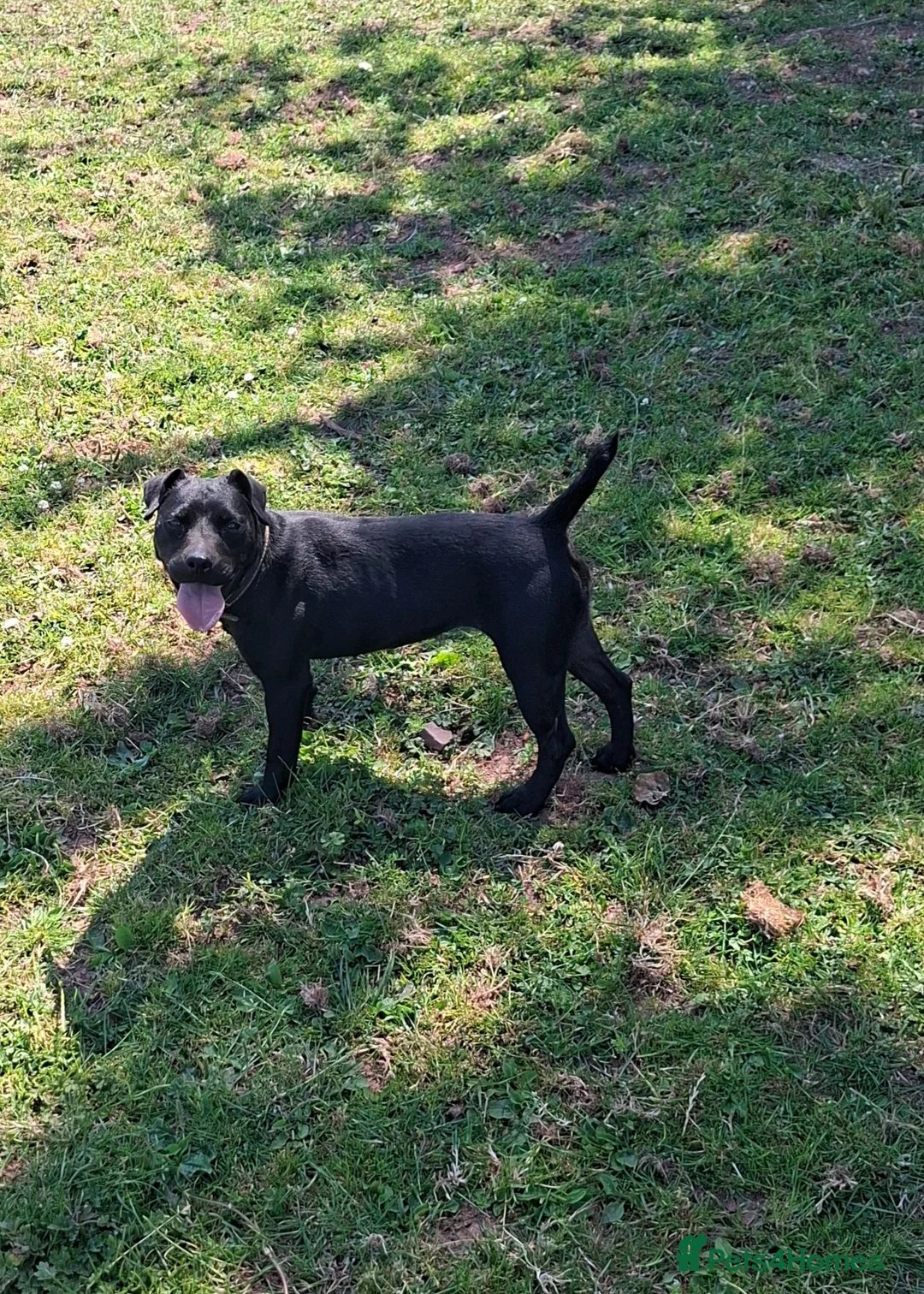 Patterdale Terrier dogs for sale: Patterdale bitch - Advert 5