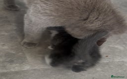 British Shorthair cats for sale: Three BSH X boy kittens ready to leave ❤️  - Image 2
