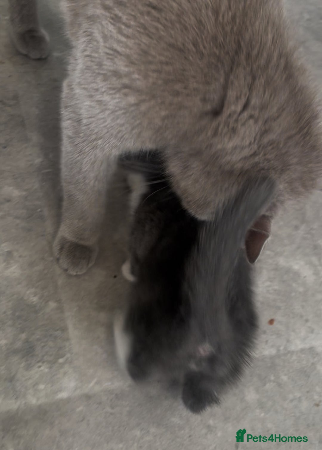 British Shorthair cats for sale: Three BSH X boy kittens ready to leave ❤️  - Image 2