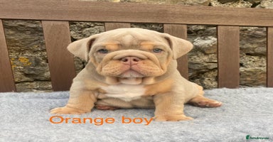 English Bulldog dogs - Advert 15
