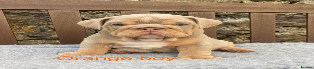 Orange collar boy