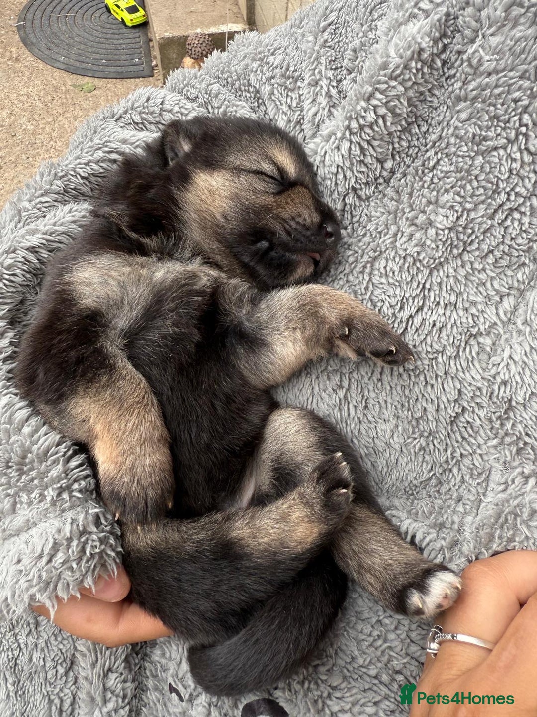 German Shepherd dogs for sale: German shepherd puppies  - Image 17