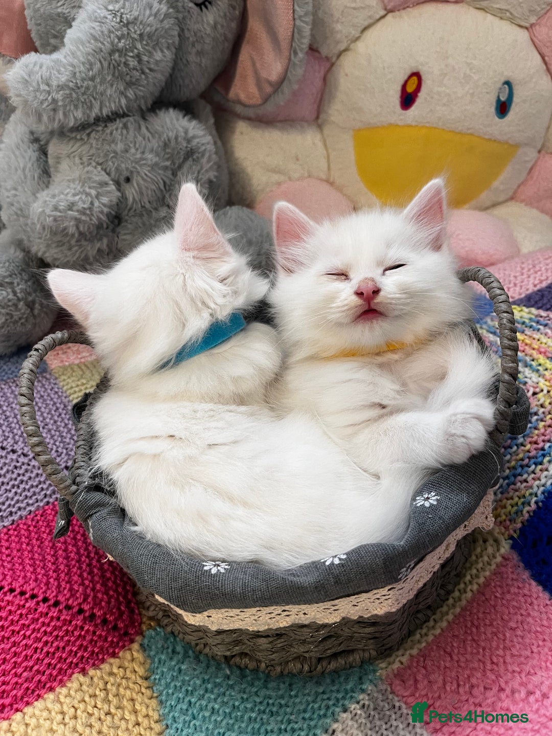 Turkish Angora cats for sale: Turkish Angora Longhair kittens - Advert 16