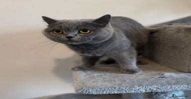 British Shorthair cats - Advert 2