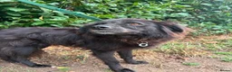 Mixed Breed dogs for adoption: Pippa - Norwich Norfolk  - Advert 10
